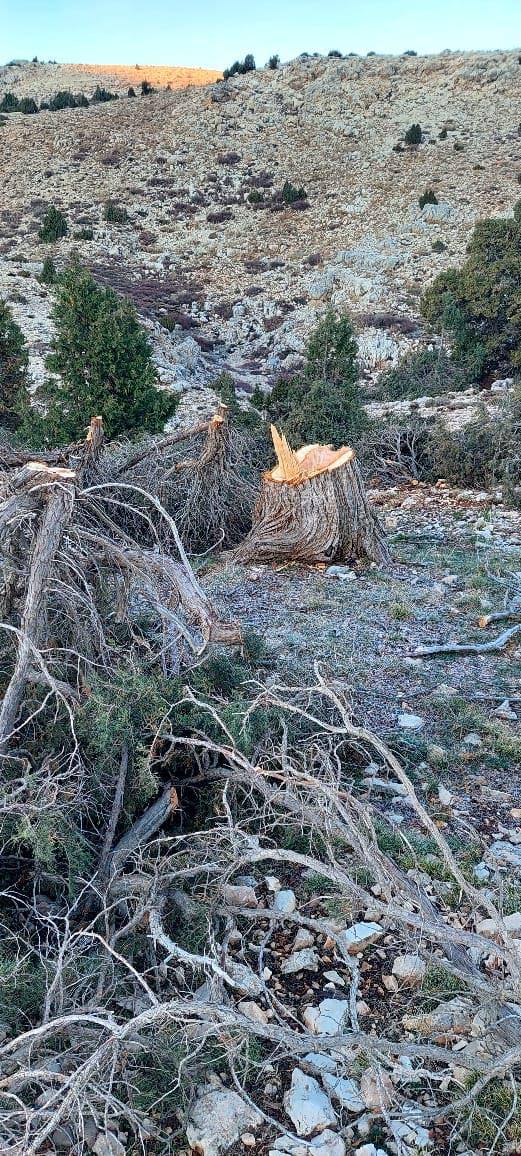 Massacre à la tronçonneuse : des genévriers centenaires abattus au Ftouh-Kesrouan