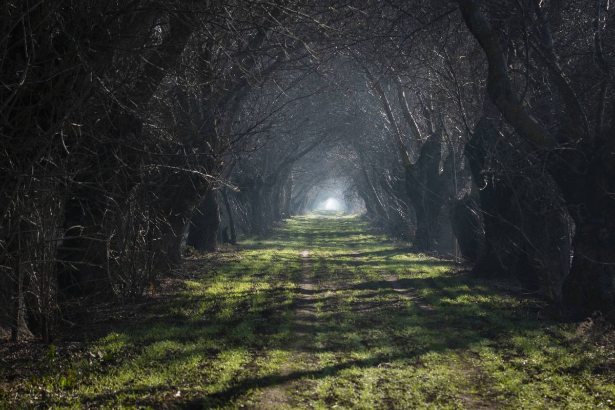 Ammiq wetland: An oasis of life in the Bekaa Valley Ammiq wetland: An oasis of life in the Bekaa Valley