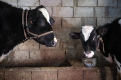 Dairy cow Nuance and her one-year-old daughter, Iris, live in the shed behind Bassem Khoury’s house, in the Akkar governorate village of Andaqit. Khoury installed a wind turbine on his roof last year, in part to help power a machine that milks Nuance. He uses the milk to make laban, butter and cheese that he sells to people in his village. Feb. 14, 2023. (Credit: João Sousa/L’Orient Today)