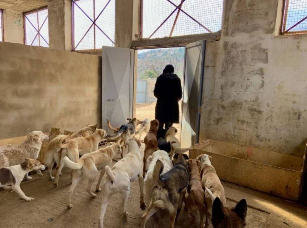 Une jeune femme hospitalisée après avoir été attaquée par des chiens à Ehden