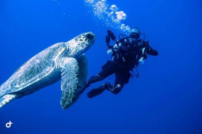 Un plongeur libanais médaillé aux championnats arabes de photographie sous-marine