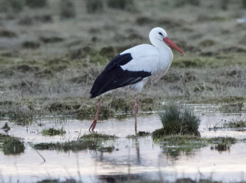 Enquête sur l'abattage illégal d'oiseaux migrateurs au Akkar Enquête sur l'abattage illégal d'oiseaux migrateurs au Akkar