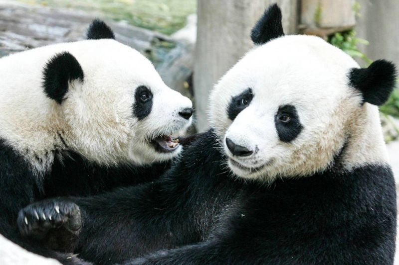 Lin Hui, chère panda morte à 21 ans