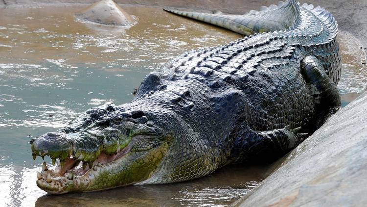 Les restes d'un homme disparu retrouvés dans deux crocodiles