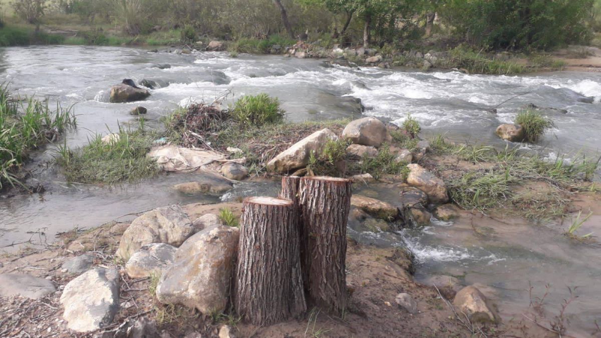 Lebanon’s ancient trees lost at an alarming rate