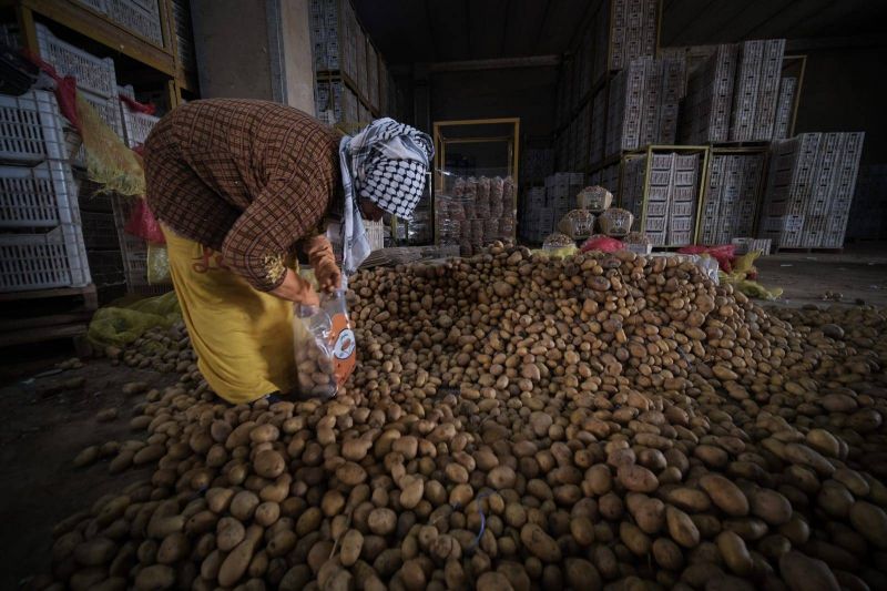 Akkar farmers announce halt to potato harvest due to low profit
