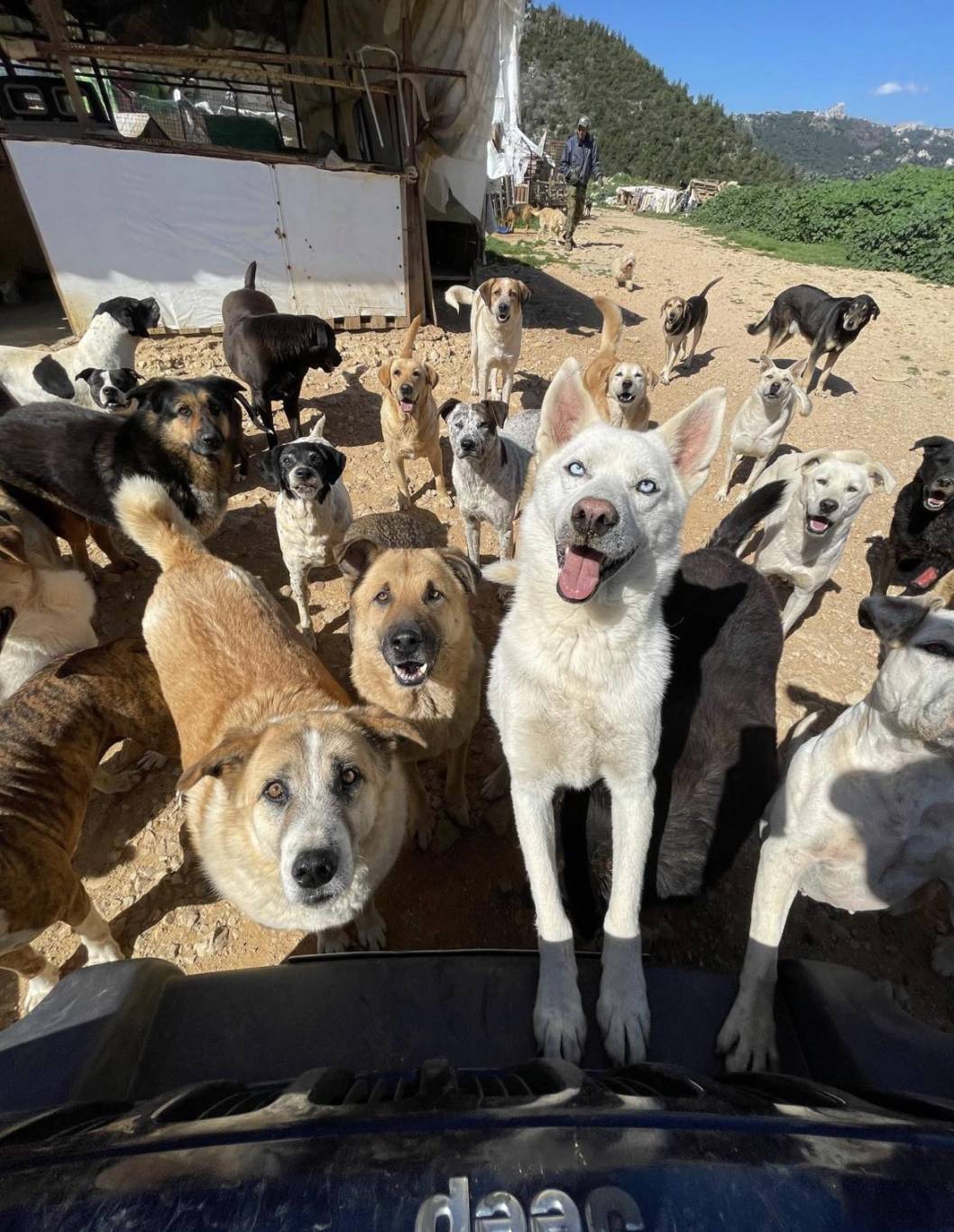 Tollé après la mort d'un chien brûlé par un homme à Baalbeck Tollé après la mort d'un chien brûlé par un homme à Baalbeck