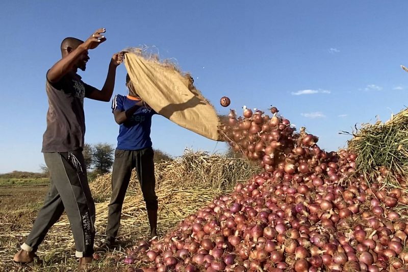 Au Soudan, la guerre prive agriculteurs et artisans de clients