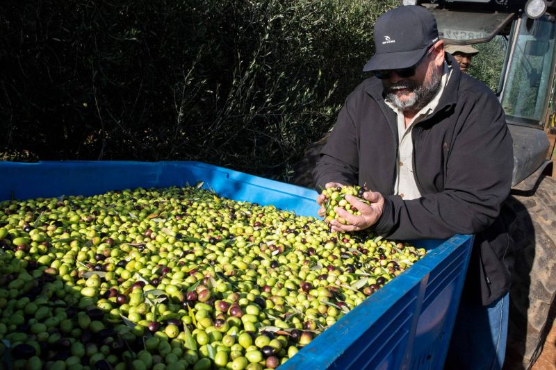 Huile d’olive haut de gamme : l’Afrique du Sud prend position