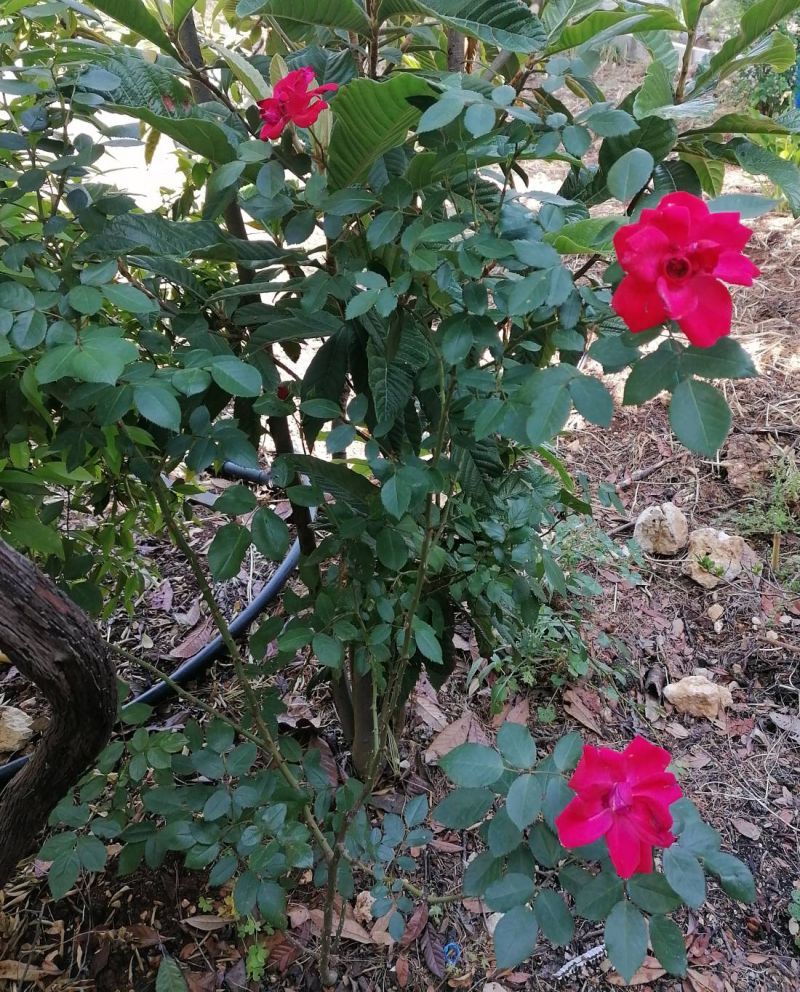Mon rosier rouge au mois de mai