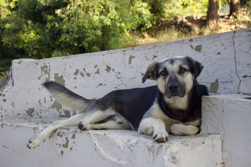 Poisoning of Aley dogs highlights weak animal welfare protections