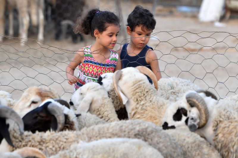 Le pouvoir d'achat des Tunisiens à l'épreuve du mouton de l'Adha