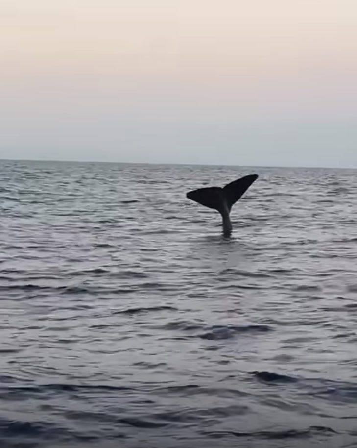 First sharks, now whales: Such marine life off Lebanon is 'nothing abnormal' First sharks, now whales: Such marine life off Lebanon is 'nothing abnormal'