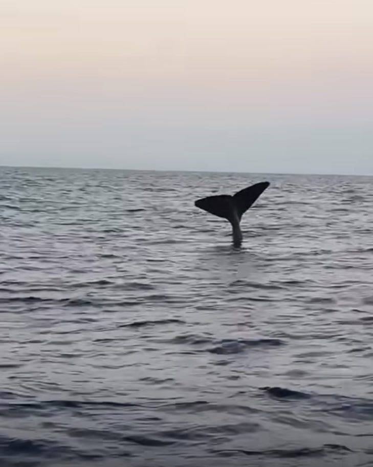 First sharks, now whales: Such marine life off Lebanon is 'nothing abnormal'