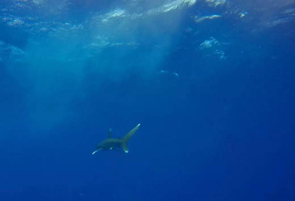 Protéger les requins au large du Liban afin de 