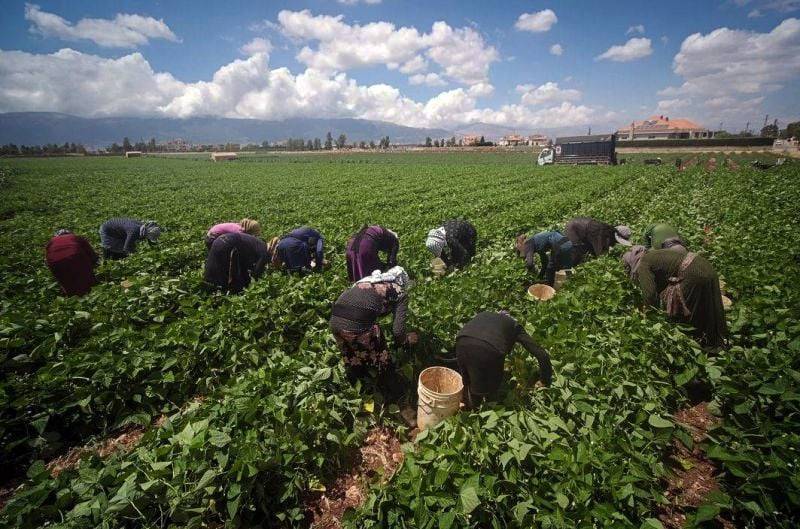 World Bank approves $200 million for vulnerable Lebanese farmers World Bank approves $200 million for vulnerable Lebanese farmers