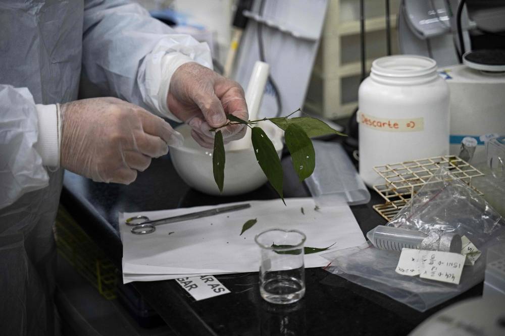 Du CBD sans marijuana : une plante fait planer l’espoir au Brésil