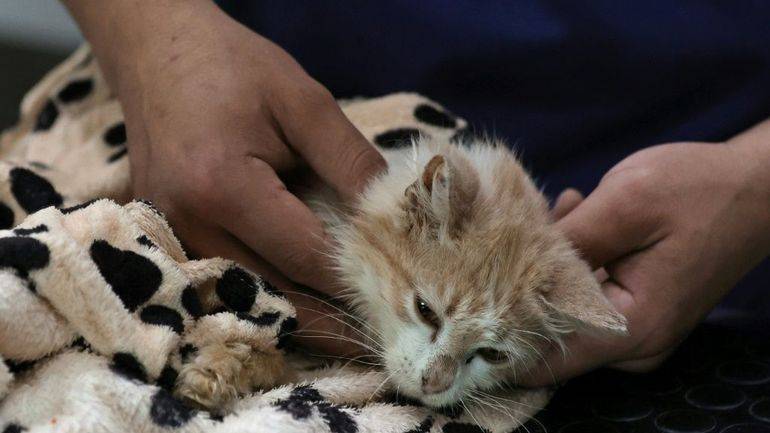 Épidémie de coronavirus des félins à Chypre : quels risques pour les chats au Liban ? Épidémie de coronavirus des félins à Chypre : quels risques pour les chats au Liban ?