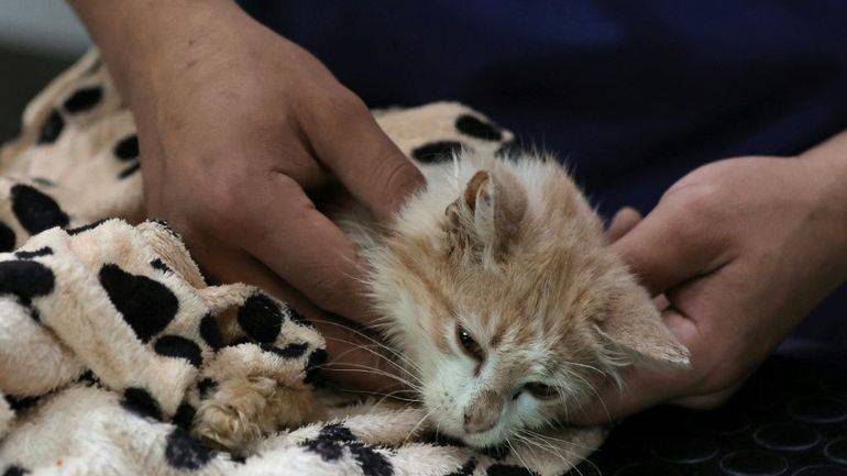 Épidémie de coronavirus des félins à Chypre : quels risques pour les chats au Liban ?