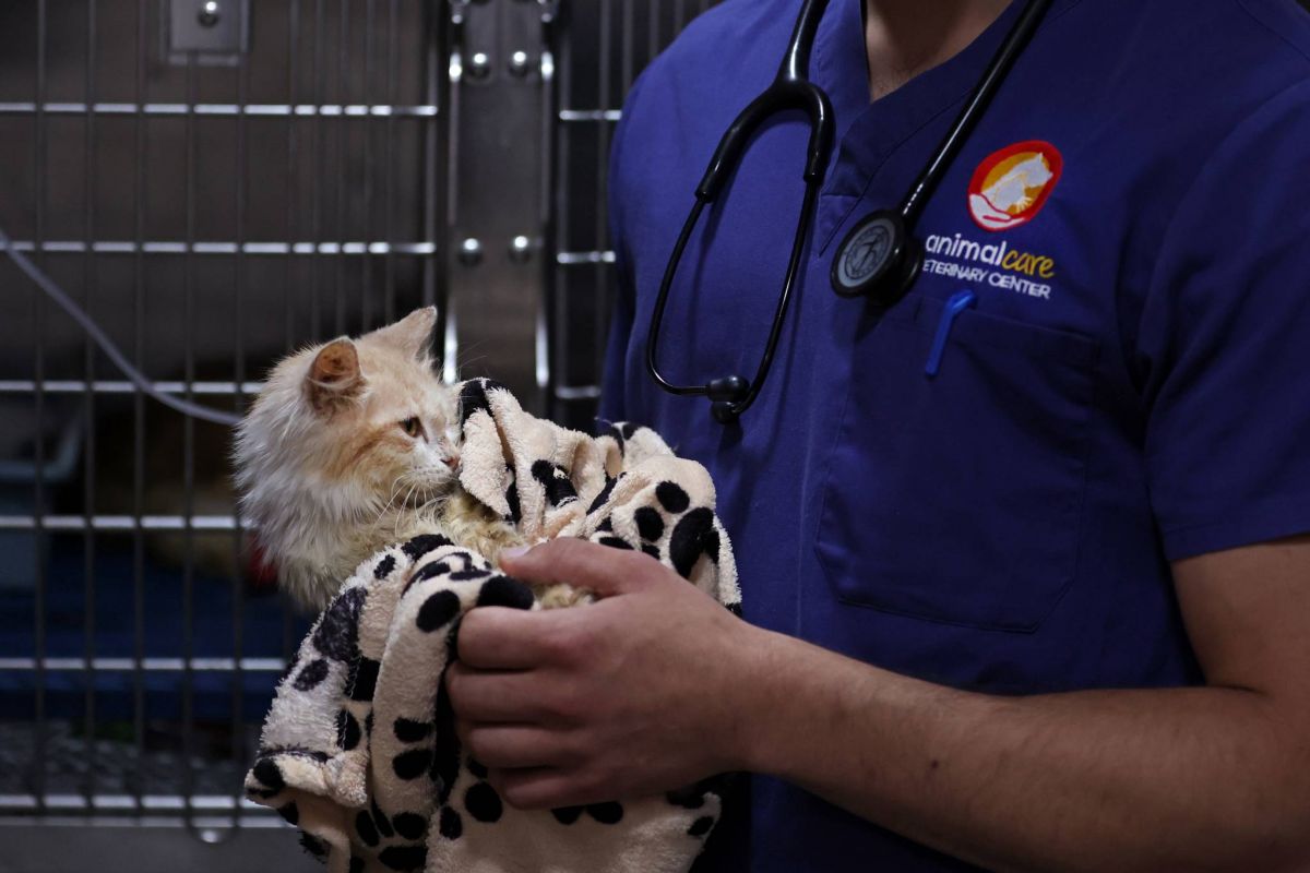 Feline coronavirus in Cyprus: A risk to cats in Lebanon? Feline coronavirus in Cyprus: A risk to cats in Lebanon?