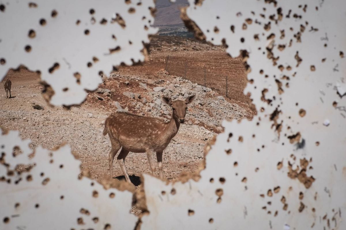 Dans la réserve d’Ana, un chasseur repeuple le Liban de ses daims