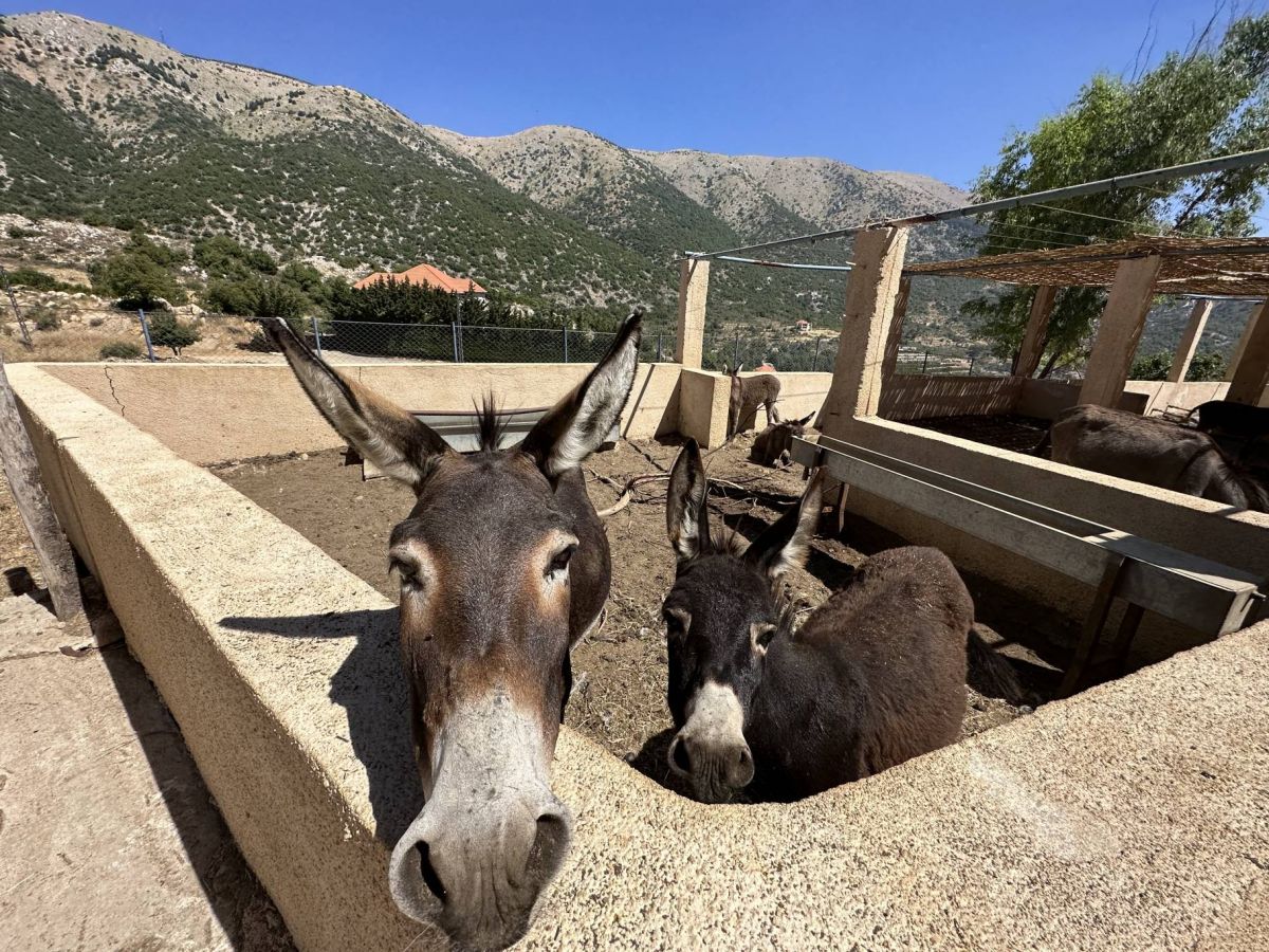 « Moon Essence » et « Donkey Farm » : deux amis d'enfance, des ânesses et du savon