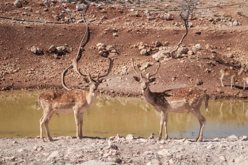 In the Aana reserve, a hunter shores up Lebanon’s deer population
