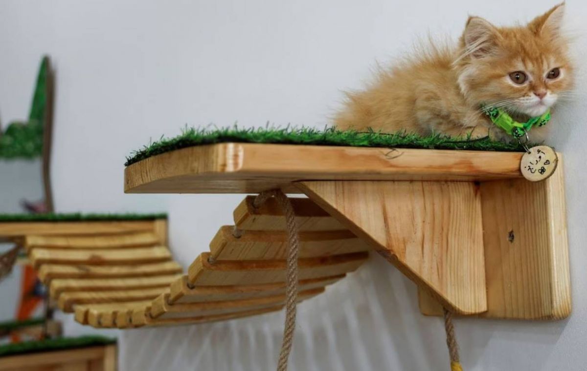 Palestinian woman opens Gaza's first cat cafe