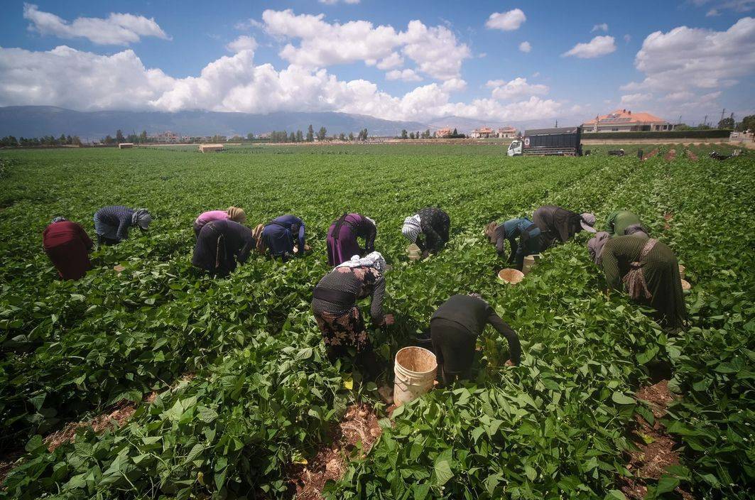 Contrebande de fruits et légumes : Tarchichi appelle à geler les importations pendant trois mois