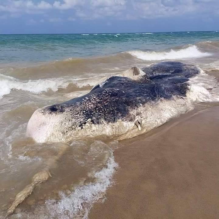 Sperm whale found dead on South Lebanon shore Sperm whale found dead on South Lebanon shore