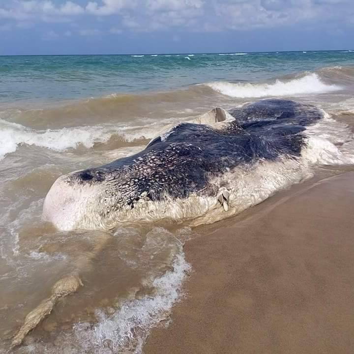 Sperm whale found dead on South Lebanon shore