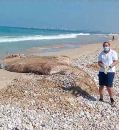 Second dead whale found on Lebanese shore since last week