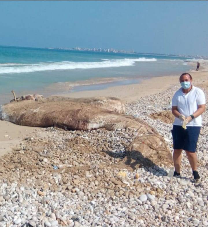 Une baleine morte sur le littoral de Tyr, la deuxième en une semaine