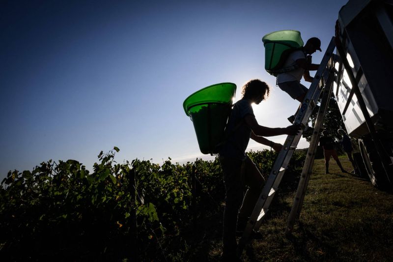 France : la « révolution »  du muscadet, le « petit vin » d’autrefois qui s’exporte bien