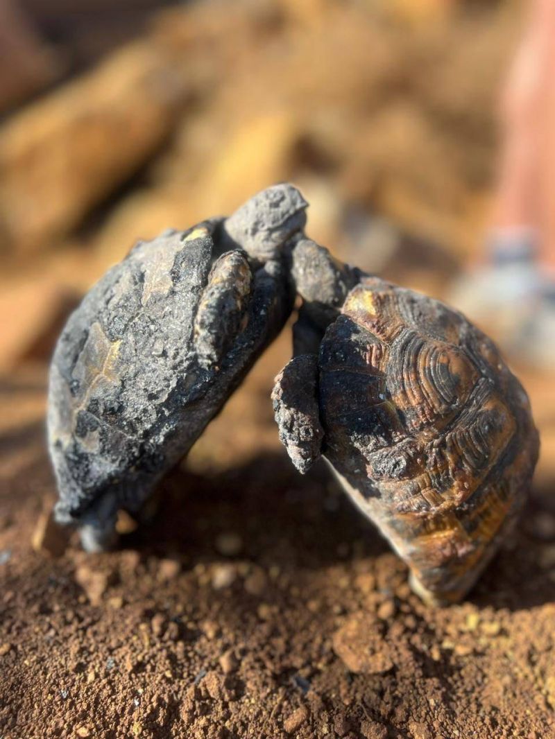Lebanon’s latest, slowest wildfire victims: Tortoises