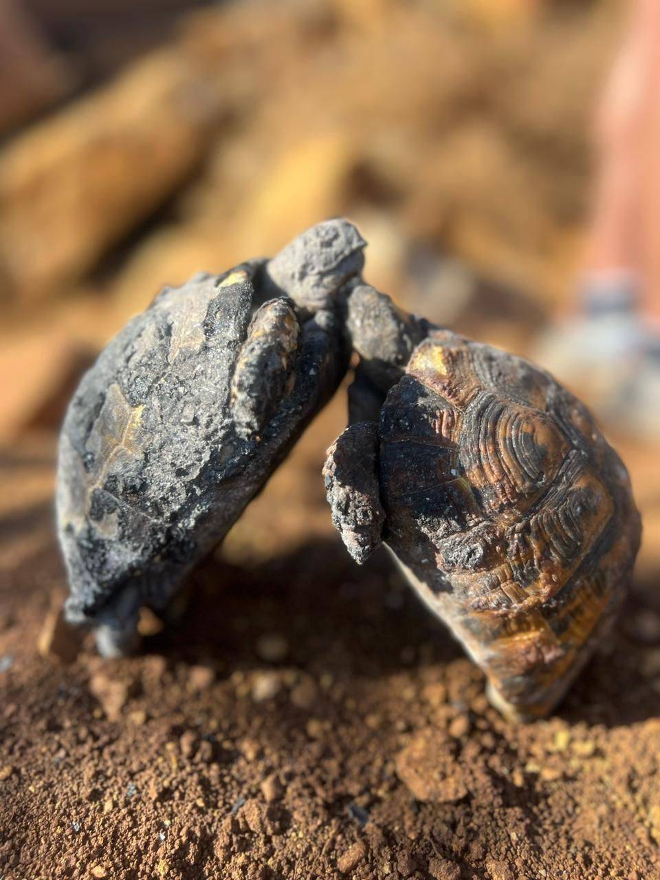Les tortues, victimes collatérales des feux de forêt au Liban Les tortues, victimes collatérales des feux de forêt au Liban