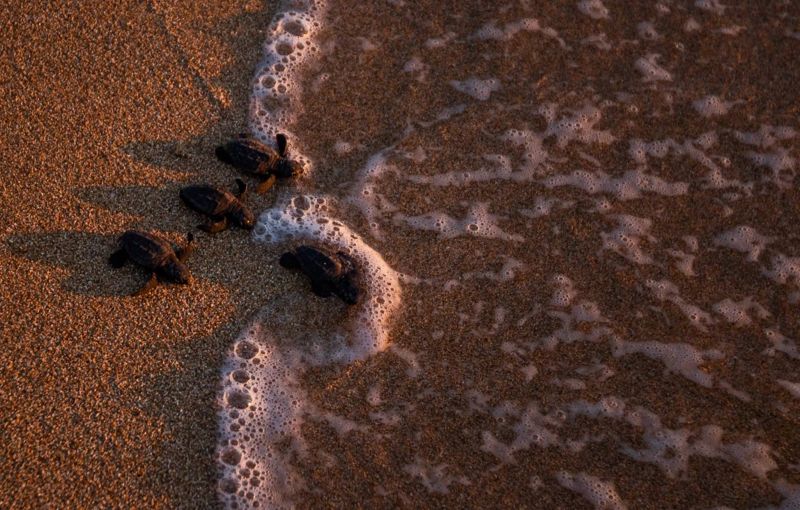Volunteers help hundreds of baby turtles into the sea after 2-year hiatus