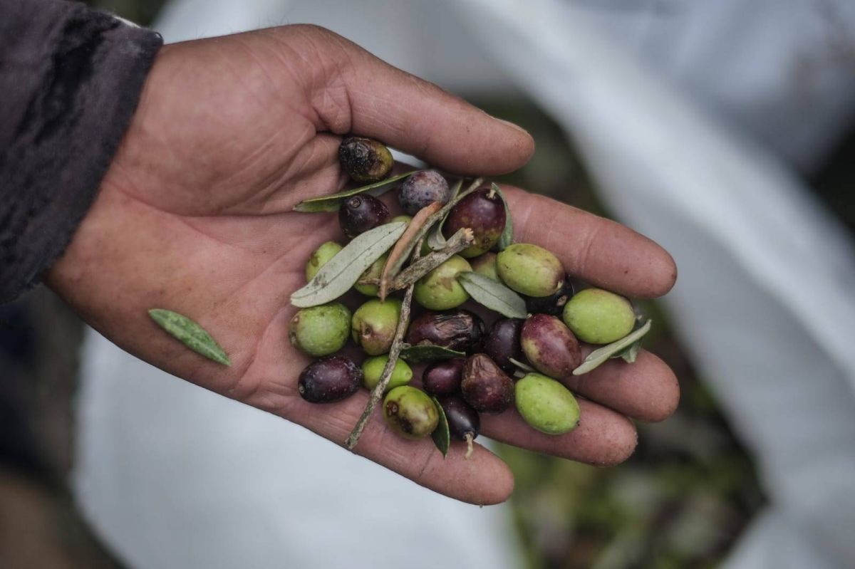 South Lebanon farmers fear losing this year’s olive harvest to bombs South Lebanon farmers fear losing this year’s olive harvest to bombs