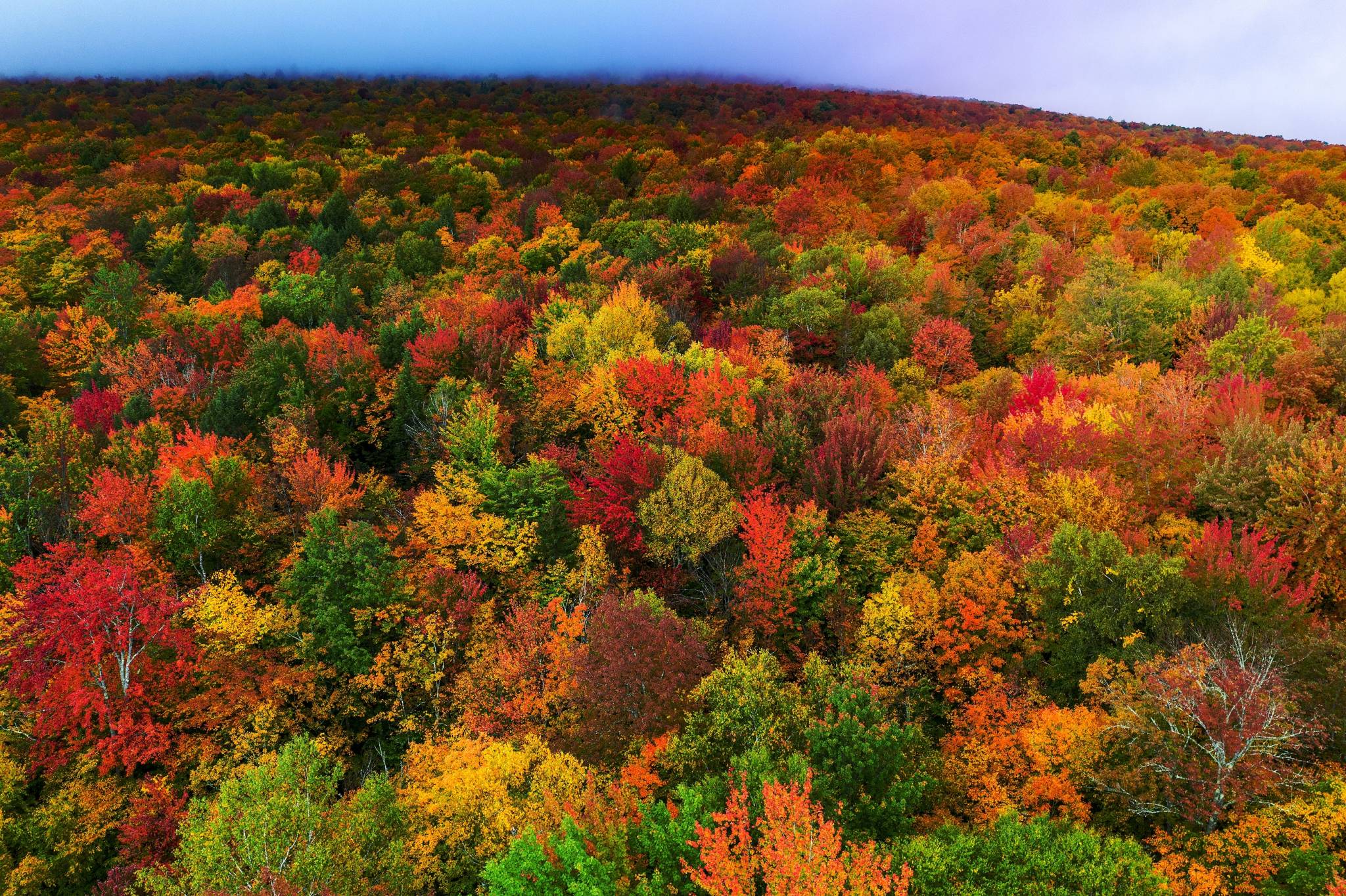 Un Peu De Douceur Dans Ce Monde De Brutes Signification Le « Fall Foliage », un peu de douceur dans ce monde de brutes - L