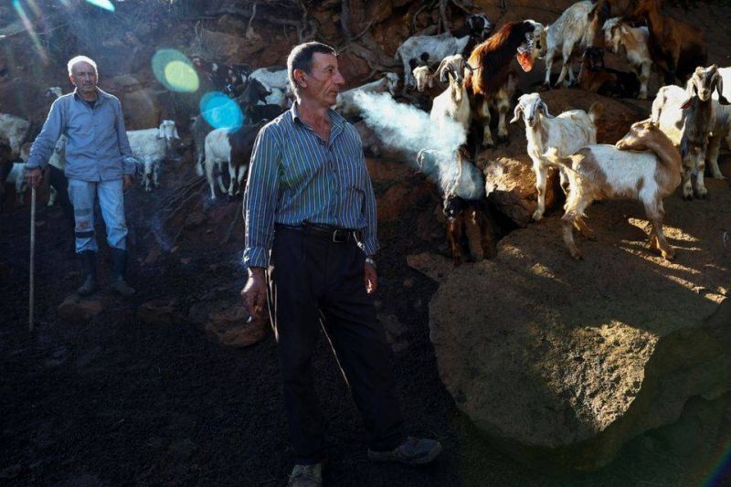 Shepherds face risk and ruin from cross-border hostilities