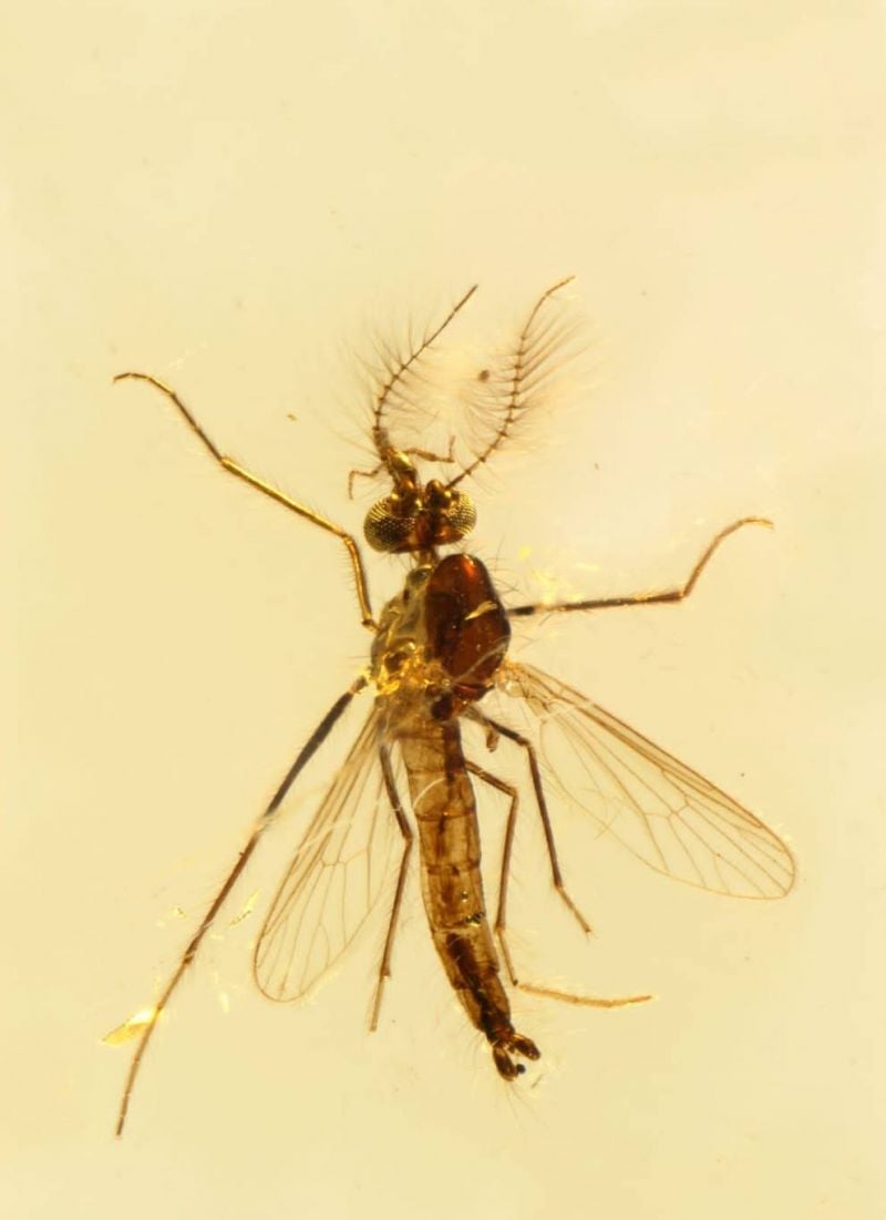 The oldest mosquito in the world is Lebanese