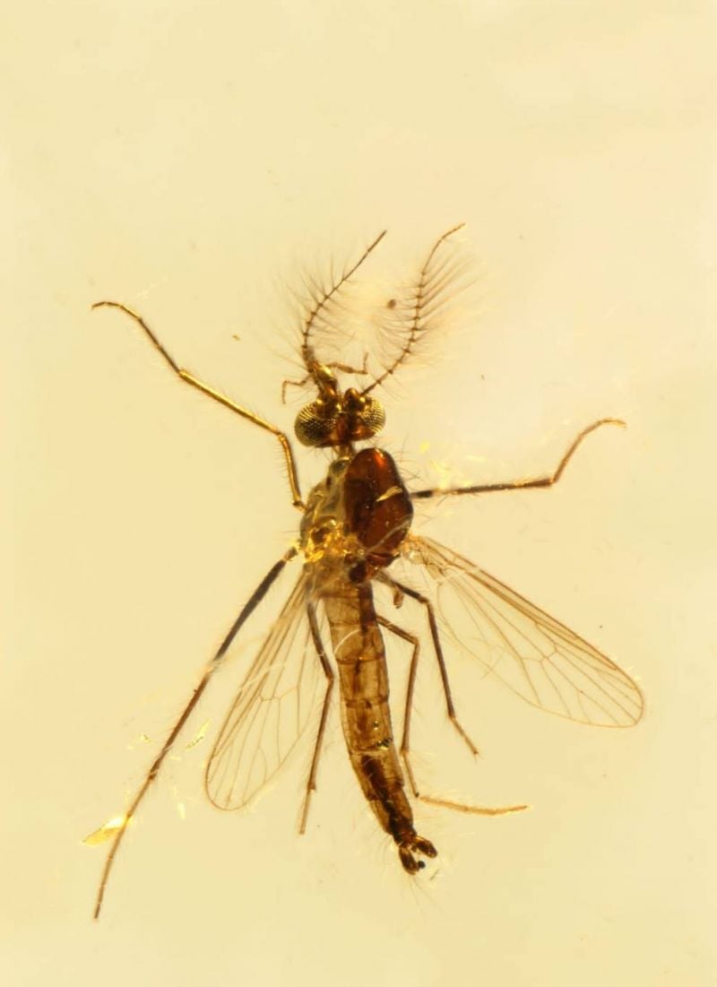 Le moustique le plus vieux du monde est libanais