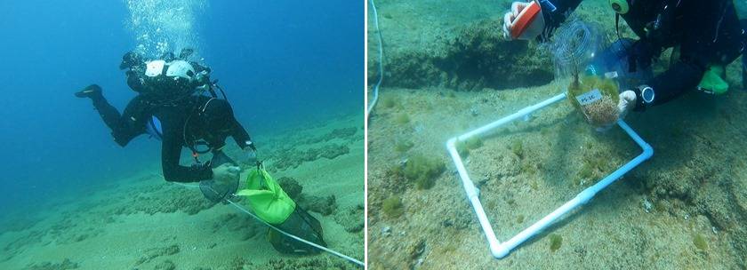 Pollution et biodiversité : ce qui sépare Beyrouth des réserves de Tyr et de l’île des Palmiers Pollution et biodiversité : ce qui sépare Beyrouth des réserves de Tyr et de l’île des Palmiers