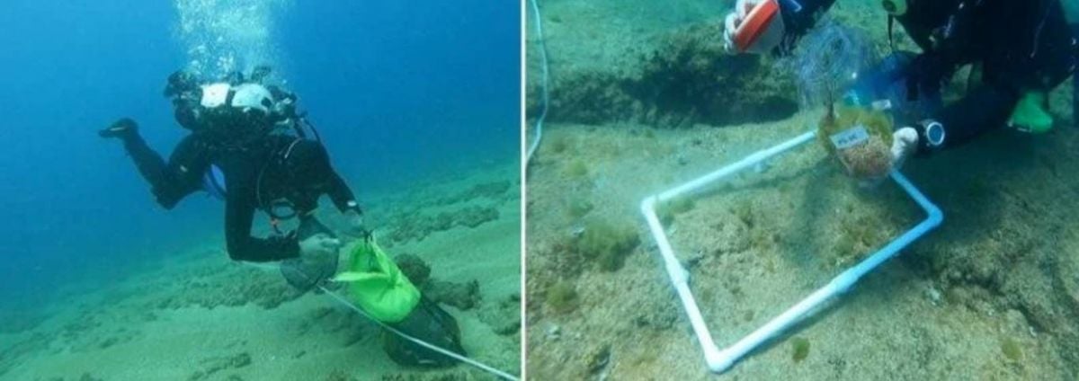 Pollution and Lebanon’s marine biodiversity: New study samples Sour, Beirut and Tripoli