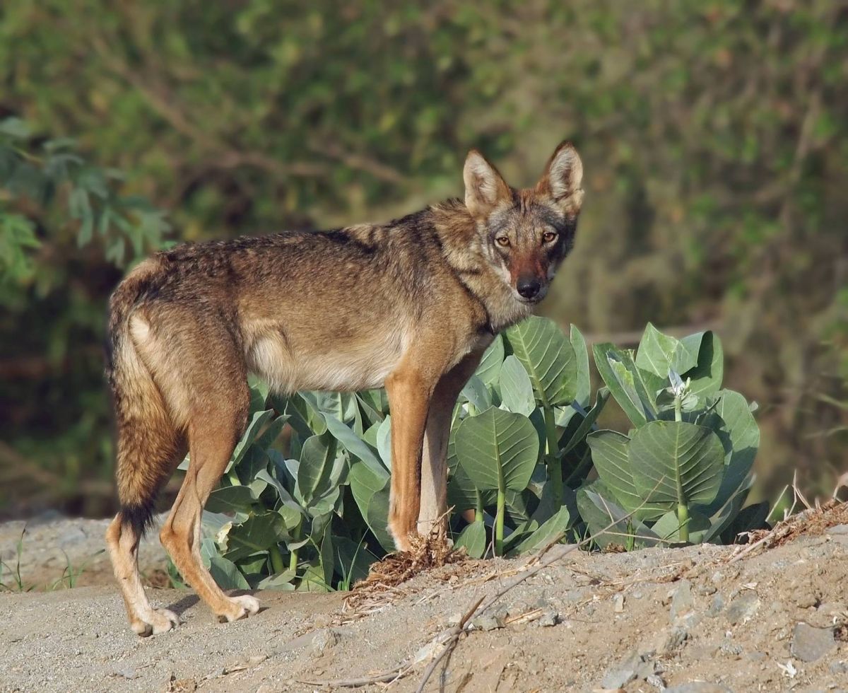« Endangered Voices » : quand les animaux menacés s’adressent au public