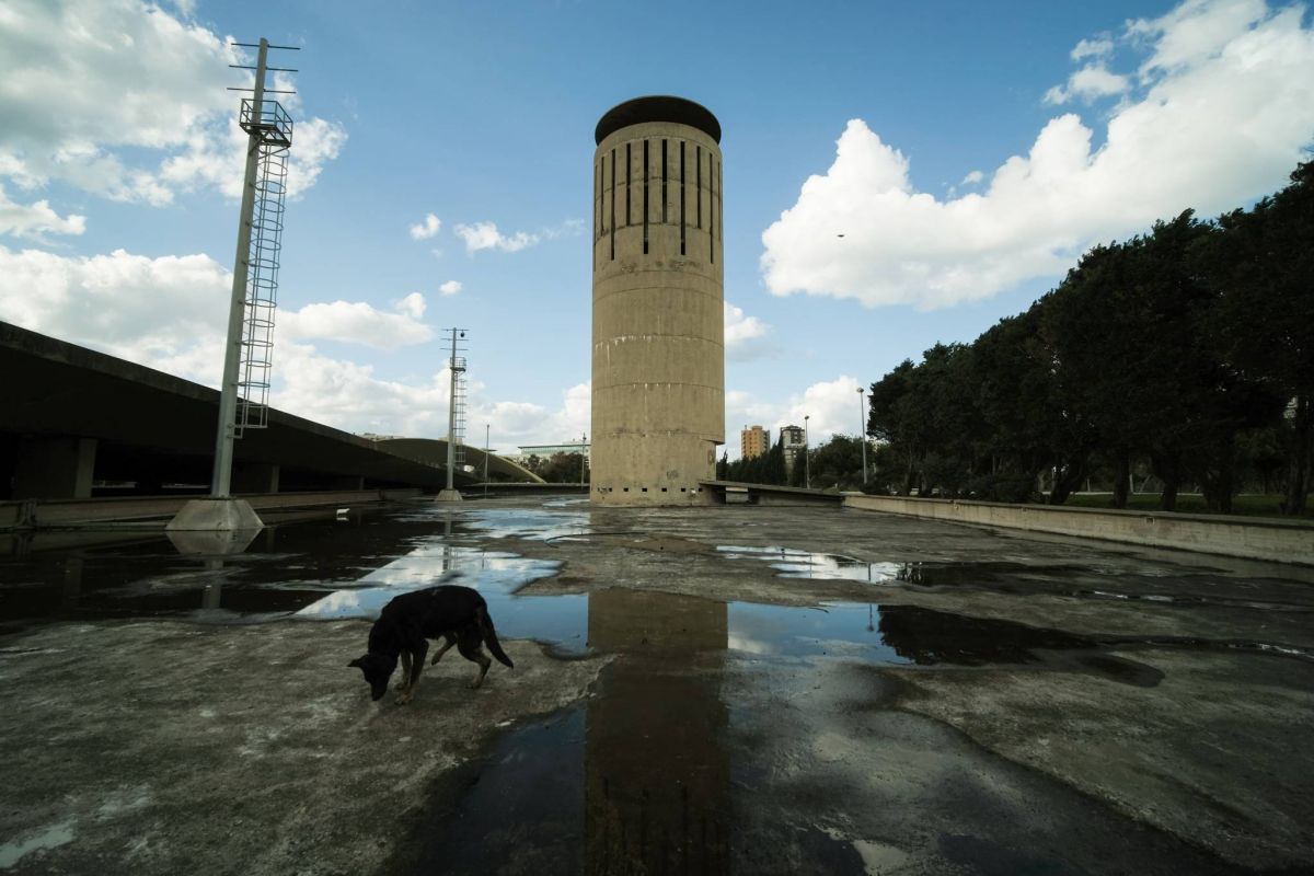 Prolifération des chiens errants au Liban : vers une solution « humaine » ?
