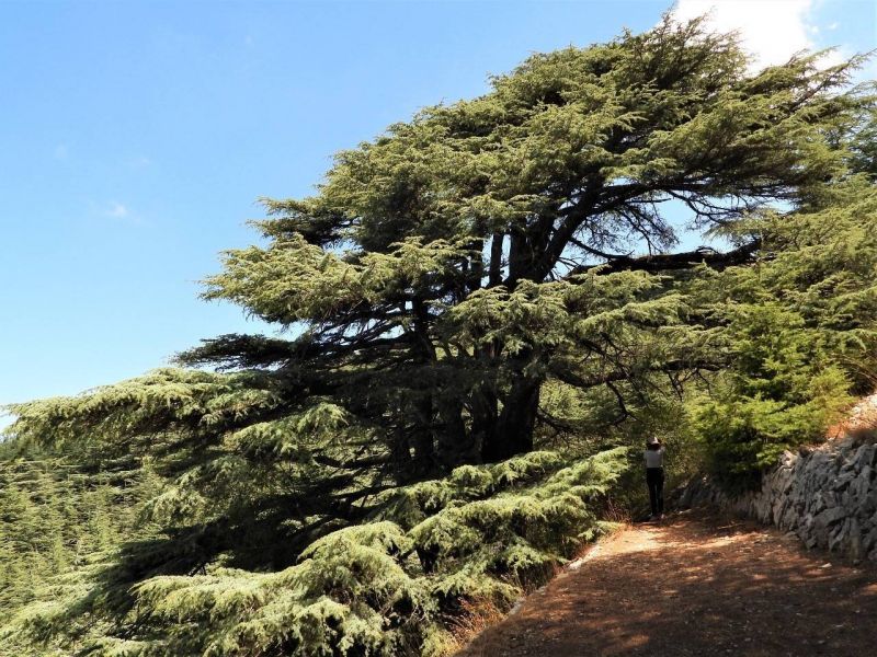 Free access to Lebanon's nature reserves on Sunday, March 10