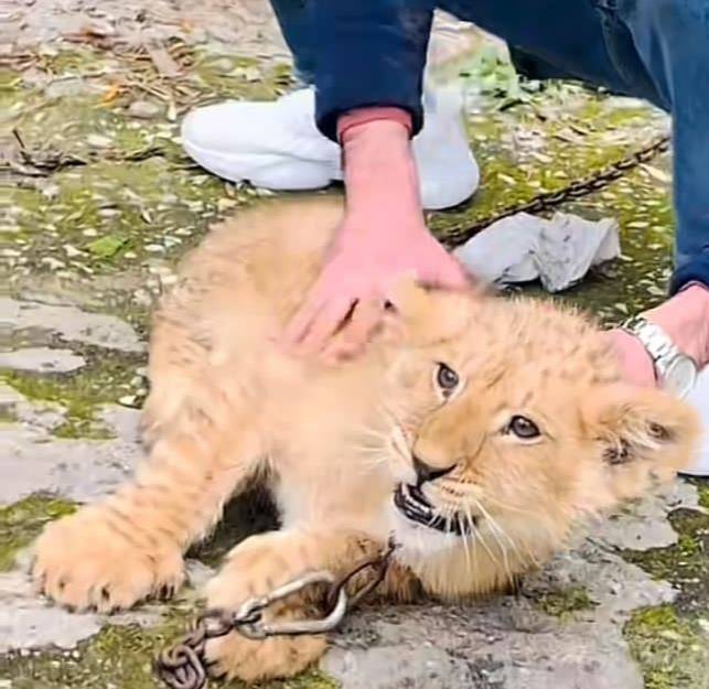 In Tripoli, a lion cub escapes, drawing attention to its illegal detention.