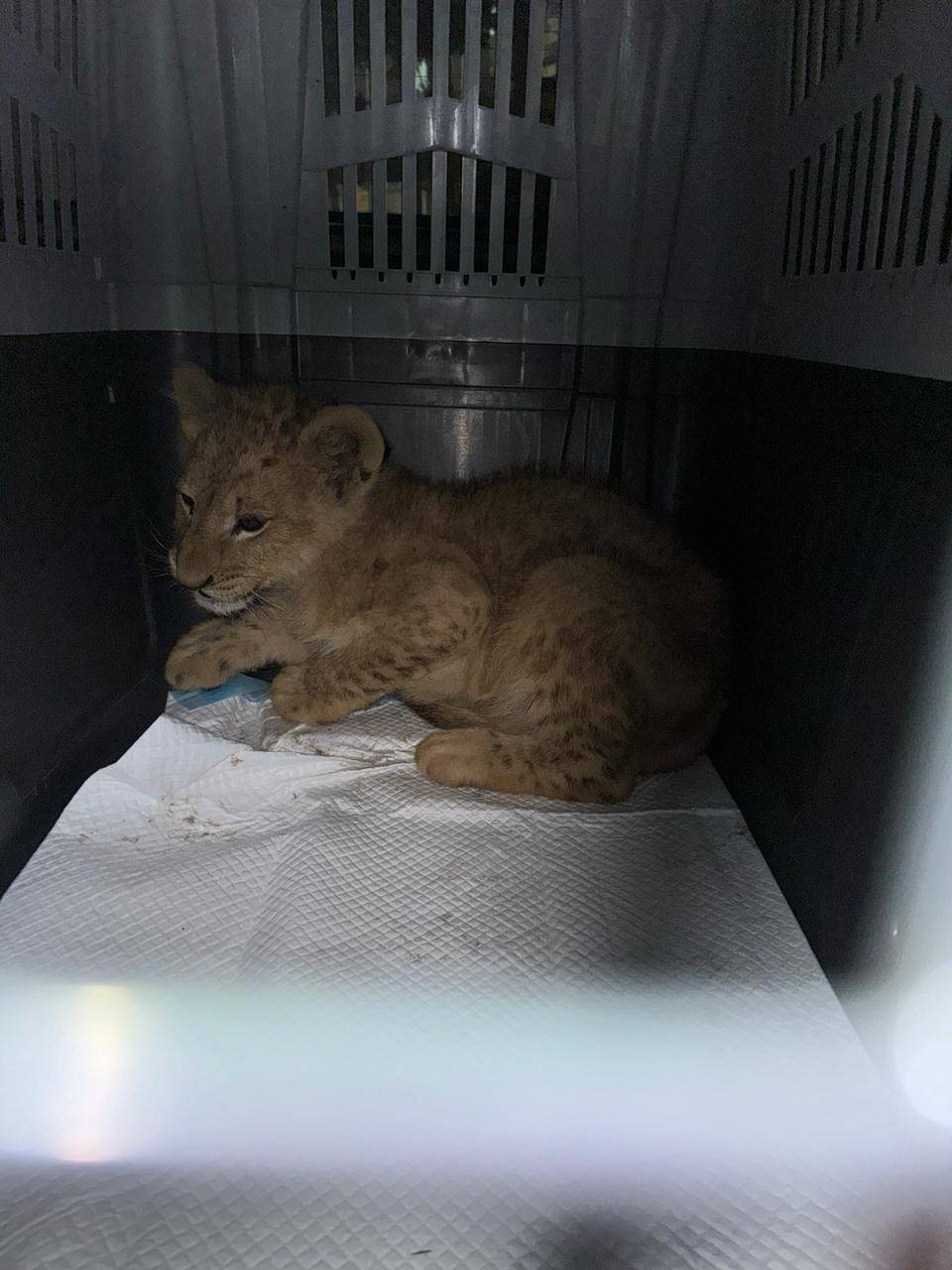 Le lionceau évadé à Tripoli recueilli par Animals Lebanon Le lionceau évadé à Tripoli recueilli par Animals Lebanon