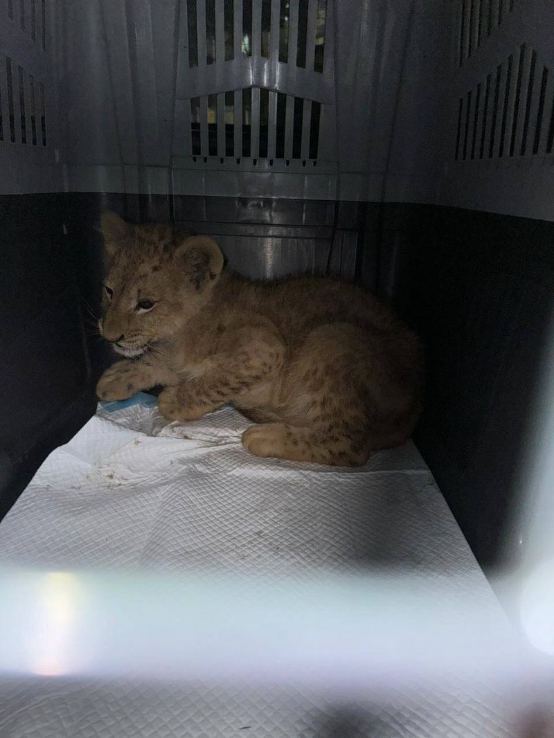 Le lionceau évadé à Tripoli recueilli par Animals Lebanon